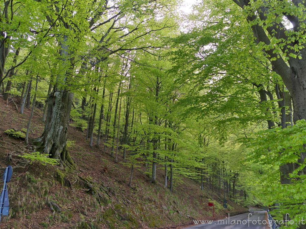 Biella (Italy) - Spring woods on the street to the  Sanctuary of Oropa